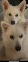 Wyatt~ (PURE BRED). READY NOW, a male American Eskimo for sale in Dallas, GA – Photo 9 of 9