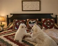 Wyatt~ (PURE BRED). READY NOW, a male American Eskimo for sale in Dallas, GA – Photo 3 of 9