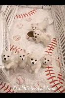 Wyatt~ (PURE BRED). READY NOW, a male American Eskimo for sale in Dallas, GA – Photo 5 of 9