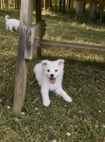 Wyatt~ (PURE BRED). READY NOW, a male American Eskimo for sale in Dallas, GA – Photo 2 of 9