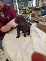 Brown 1, a male Poodle - Standard  for sale in Chicago, IL – Photo 7 of 9