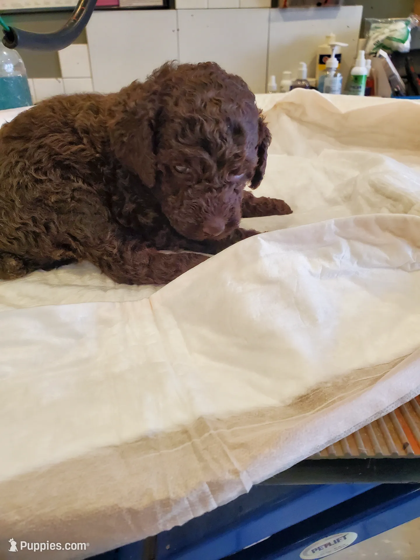 Brown 1, a male Poodle - Standard  for sale in Chicago, IL – Photo 6 of 9