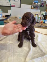 Brown 1, a male Poodle - Standard  for sale in Chicago, IL – Photo 2 of 9