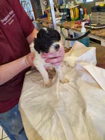 Brown 1, a male Poodle - Standard  for sale in Chicago, IL – Photo 3 of 9