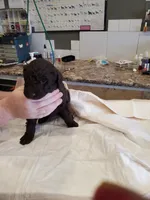 Brown 1, a male Poodle - Standard  for sale in Chicago, IL – Photo 8 of 9