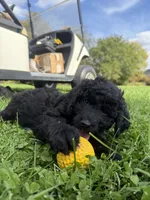 Luke , a male Double Doodle for sale in Cortland, NY – 2 of 2