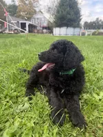 Buddy, a male Double Doodle for sale in Cortland, NY – 2 of 5