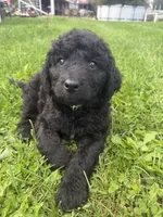 Buddy, a male Double Doodle for sale in Cortland, NY – 5 of 5