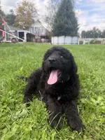 Buddy, a male Double Doodle for sale in Cortland, NY – 3 of 5
