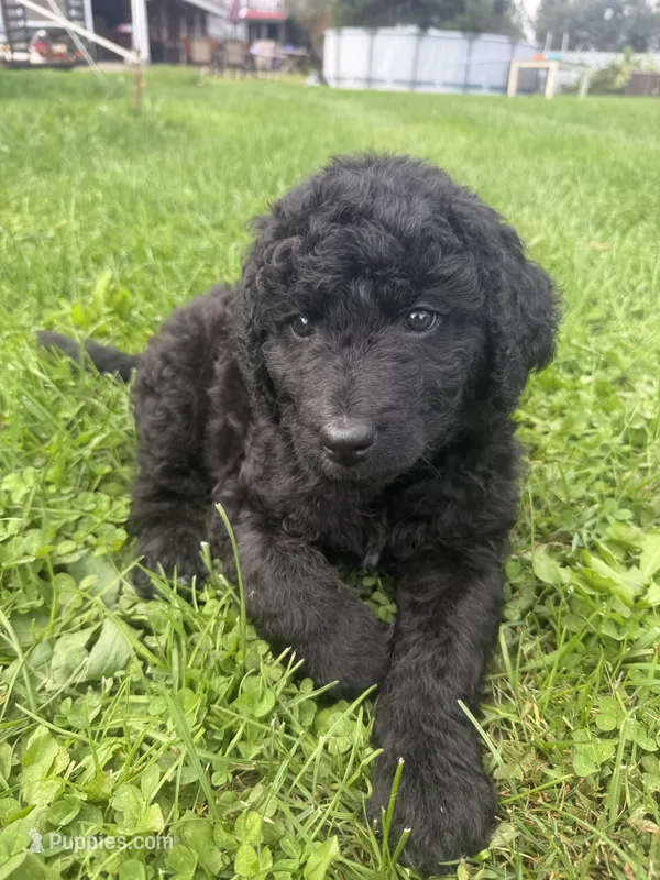 Buddy – Double Doodle puppy for sale in Cortland, NY