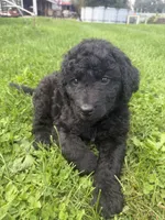 Buddy, a male Double Doodle for sale in Cortland, NY – 1 of 5