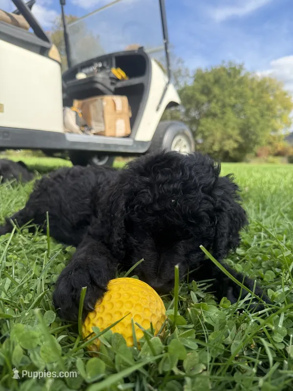Luke  – Double Doodle puppy for sale in Cortland, NY