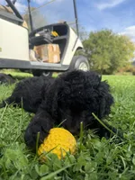 Luke , a male Double Doodle for sale in Cortland, NY – 1 of 2