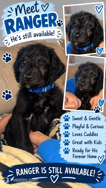 Ranger  – Double Doodle puppy for sale in Cortland, NY