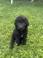 Buddy, a male Double Doodle for sale in Cortland, NY – 4 of 5