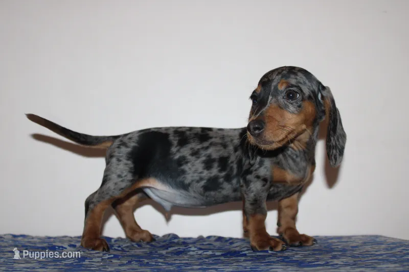 Kenny – Miniature Dachshund puppy for sale in Chula Vista, CA