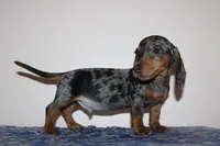 Kenny, a male Miniature Dachshund for sale in Chula Vista, CA – 1 of 7
