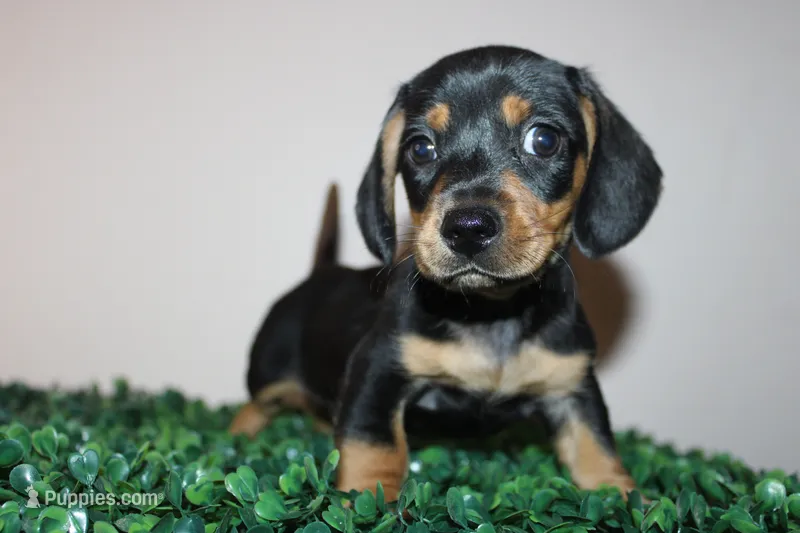 Scobby – Miniature Dachshund puppy for sale in San Diego, CA
