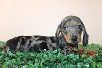 Willy, a male Miniature Dachshund for sale in San Diego, CA – 2 of 4