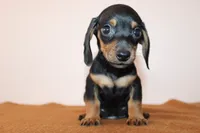 Max, a male Miniature Dachshund for sale in San Diego, CA – 3 of 5