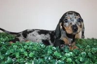 Daisy, a female Miniature Dachshund for sale in San Diego, CA – 3 of 6