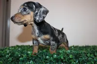 Daisy, a female Miniature Dachshund for sale in San Diego, CA – 6 of 6