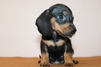 Max, a male Miniature Dachshund for sale in San Diego, CA – 4 of 5