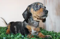 Charly, a male Miniature Dachshund for sale in San Diego, CA – 6 of 7