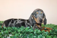 Danny, a male Miniature Dachshund for sale in San Diego, CA – 7 of 7