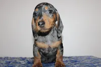 Kenny, a male Miniature Dachshund for sale in Chula Vista, CA – 2 of 7