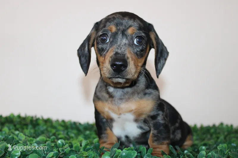 Charly – Miniature Dachshund puppy for sale in San Diego, CA