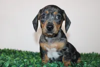 Charly, a male Miniature Dachshund for sale in San Diego, CA – 1 of 7