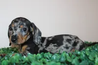 Damian, a male Miniature Dachshund for sale in Chula Vista, CA – 3 of 4