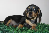 Scobby, a male Miniature Dachshund for sale in San Diego, CA – 4 of 9