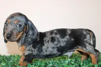Danny, a male Miniature Dachshund for sale in San Diego, CA – 6 of 7
