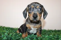 Charly, a male Miniature Dachshund for sale in San Diego, CA – 5 of 7