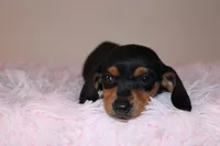 Dennys, a female Miniature Dachshund for sale in San Diego, CA – Photo 7 of 7