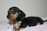 Dennys, a female Miniature Dachshund for sale in San Diego, CA – Photo 5 of 7