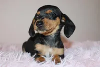 Dennys, a female Miniature Dachshund for sale in San Diego, CA – Photo 3 of 7