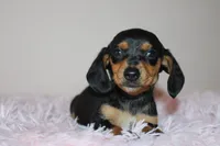 Dennys, a female Miniature Dachshund for sale in San Diego, CA – Photo 1 of 7