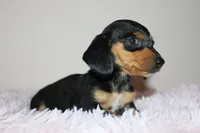 Dennys, a female Miniature Dachshund for sale in San Diego, CA – Photo 4 of 7