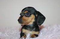 Dennys, a female Miniature Dachshund for sale in San Diego, CA – Photo 2 of 7