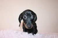 Sofi, a female Miniature Dachshund for sale in San Diego, CA – 3 of 6
