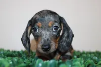 Danny, a male Miniature Dachshund for sale in San Diego, CA – 2 of 7