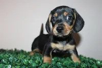 Gerry, a male Miniature Dachshund for sale in San Diego, CA – 4 of 5