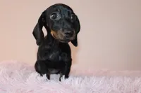 Sofi, a female Miniature Dachshund for sale in San Diego, CA – 4 of 6