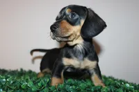 Gerry, a male Miniature Dachshund for sale in San Diego, CA – 3 of 5