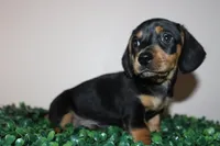 Gerry, a male Miniature Dachshund for sale in San Diego, CA – 2 of 5
