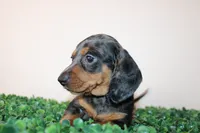 Micky, a male Miniature Dachshund for sale in San Diego, CA – 4 of 7