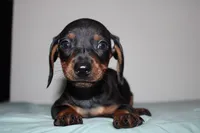 Max, a male Miniature Dachshund for sale in San Diego, CA – 2 of 5